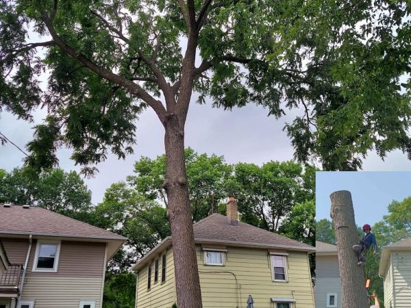 Bye Bye Walnut Tree- Happy Neighbors !