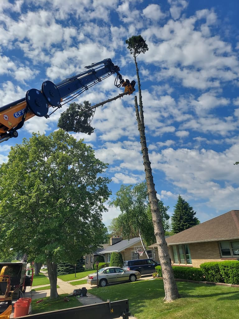 100 ft pine tree removal