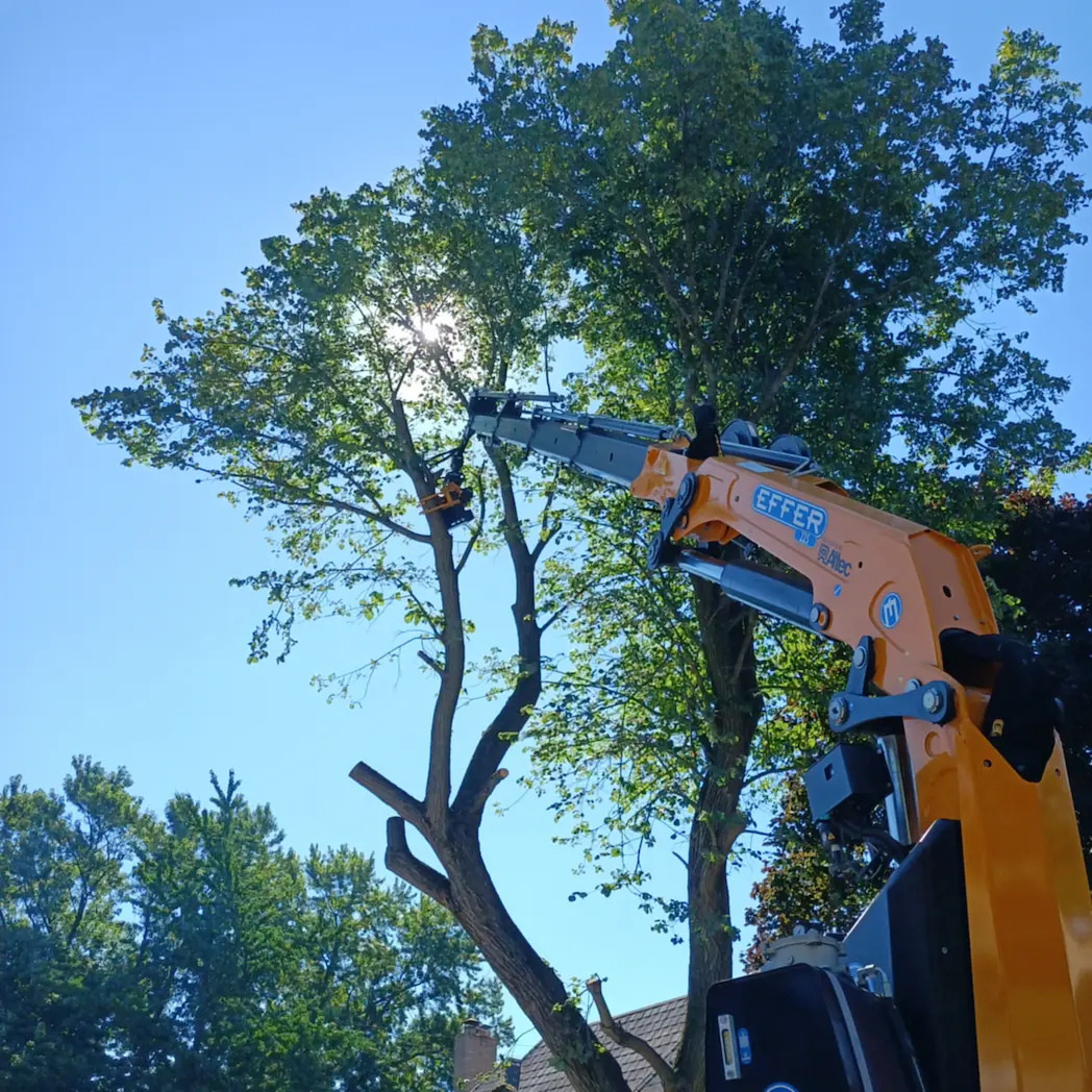  american chestnut tree removal