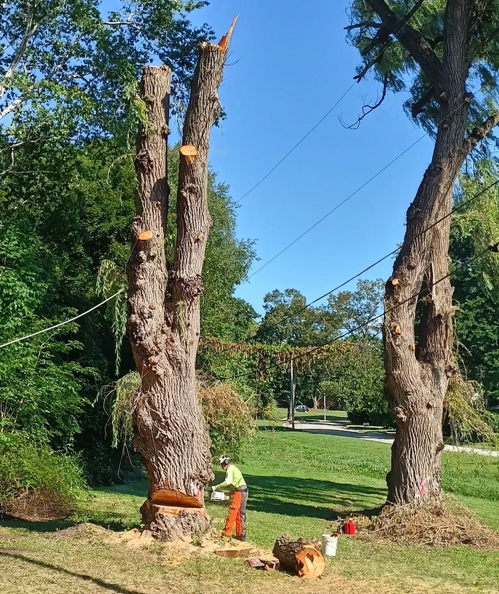 Tree service removing tree at front of residence