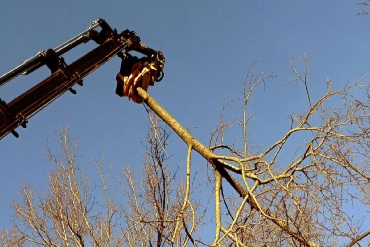 Tree service removing tree at front of residence