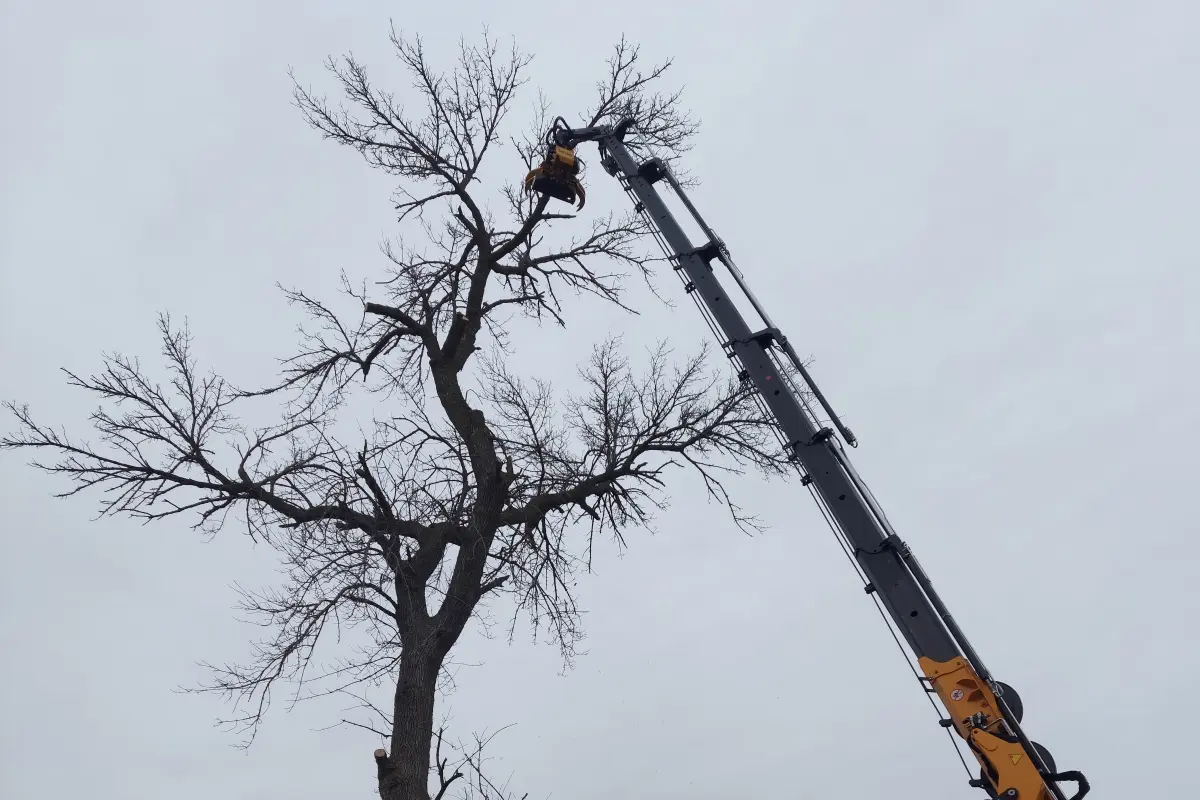 Tree service removing tree at residence in oak creek