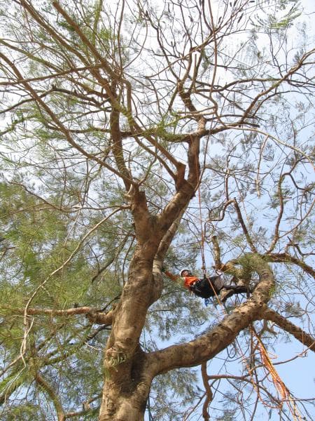 Single rope tree climbing without using tree gaffs