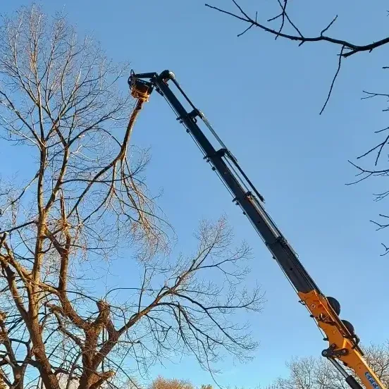 WPS Tree Service Area