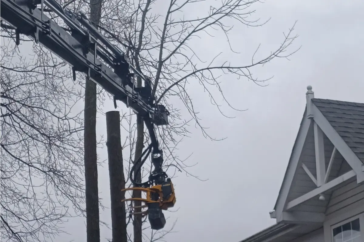 Removing ash trees right in front of Condominiums