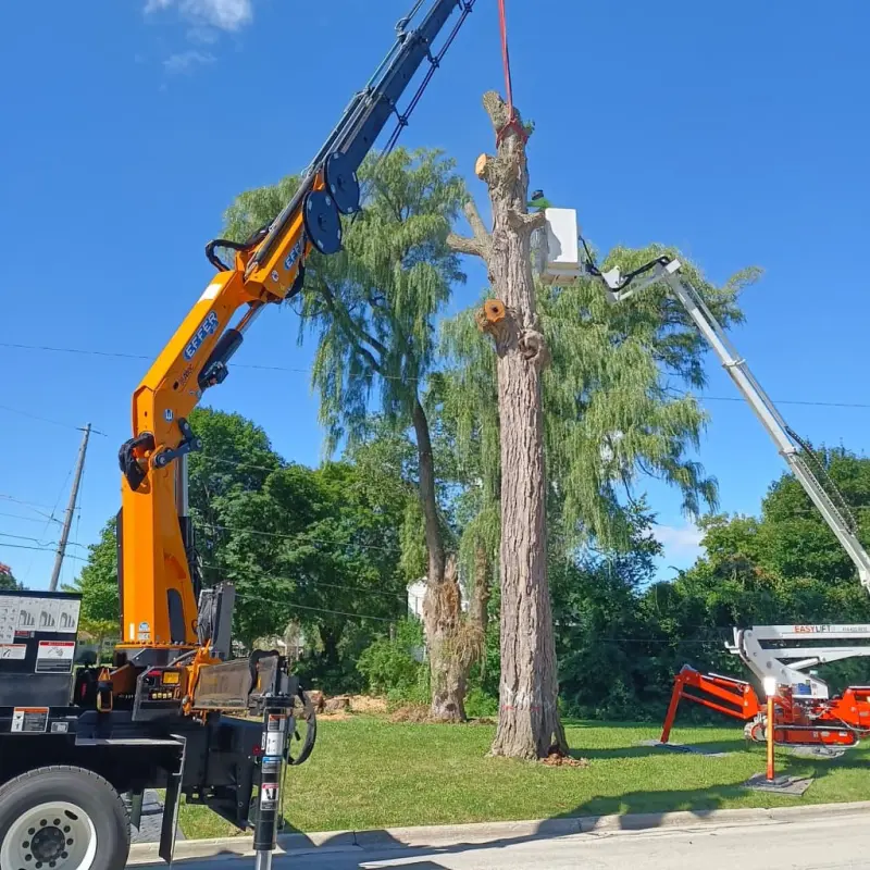 big job crane and spider removing surgar maple tree
