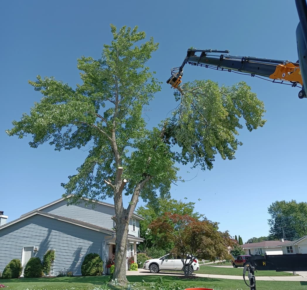 dismantling a tree with the removal machine service