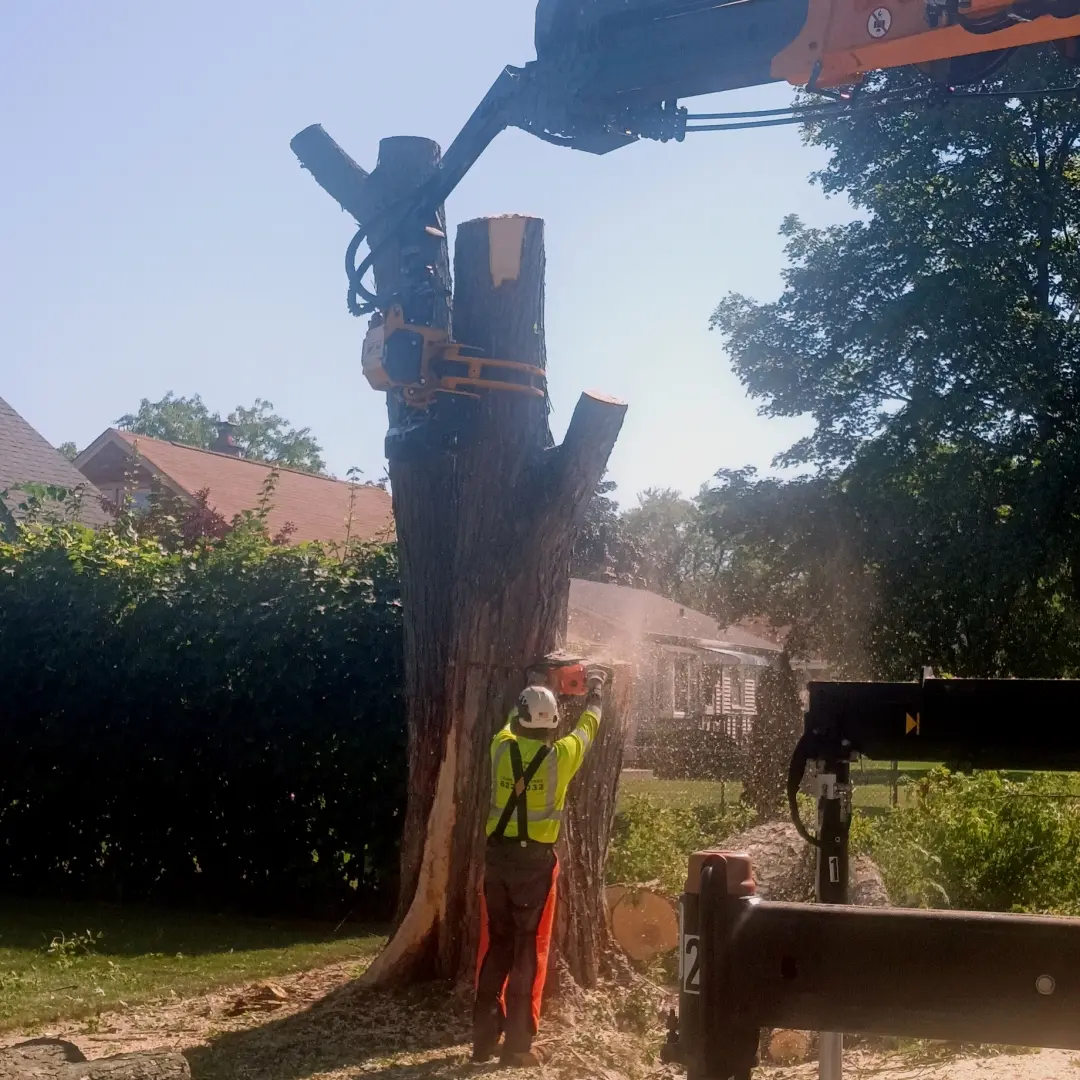 Tree service removing tree trunk at front of residence