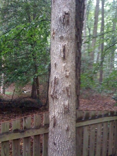 trunk injury from tree spikes