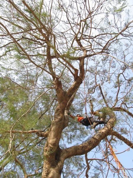 Tree pruning without spikes